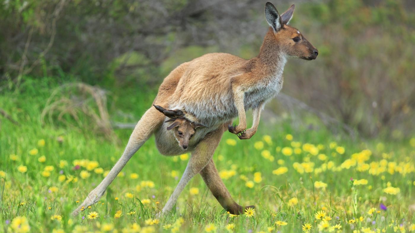 Carry mammals, Childrearing, Attachment Parenting, Babywearing, Evolution, Doula