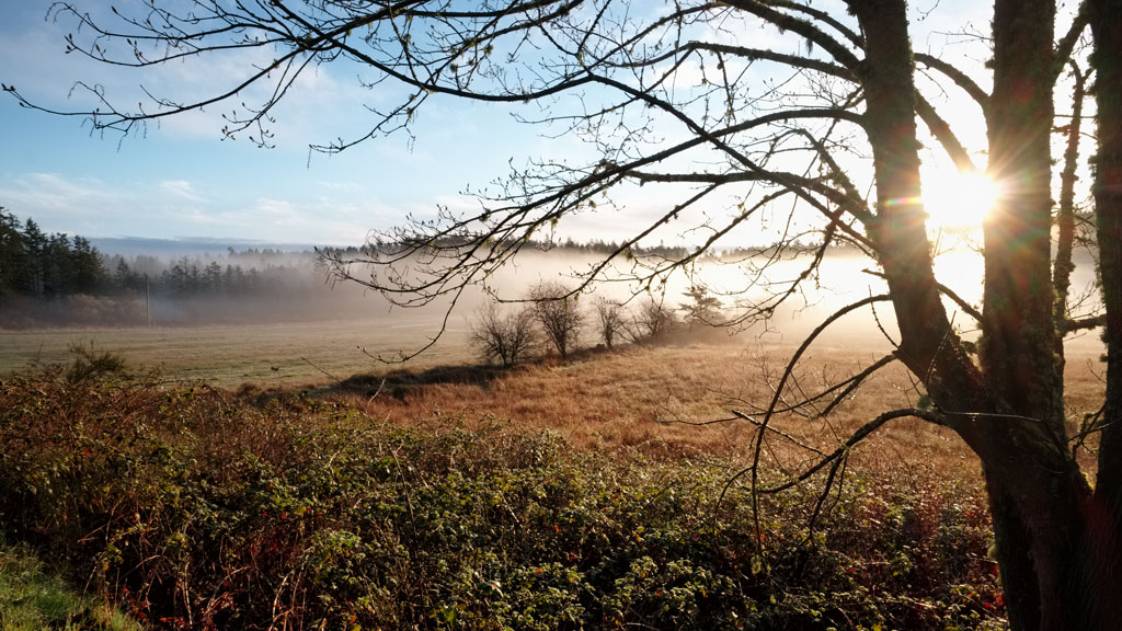 Morning field