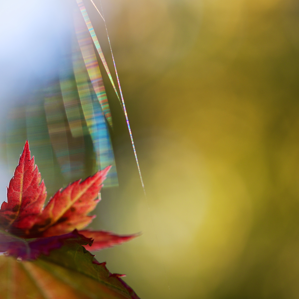 Web and leaf