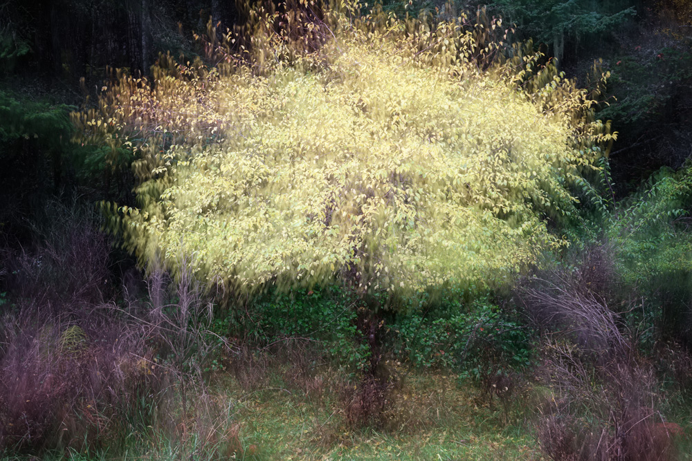 Yellow tree