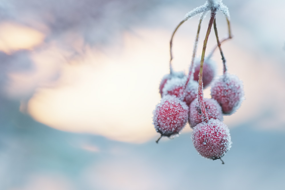Frosty berries