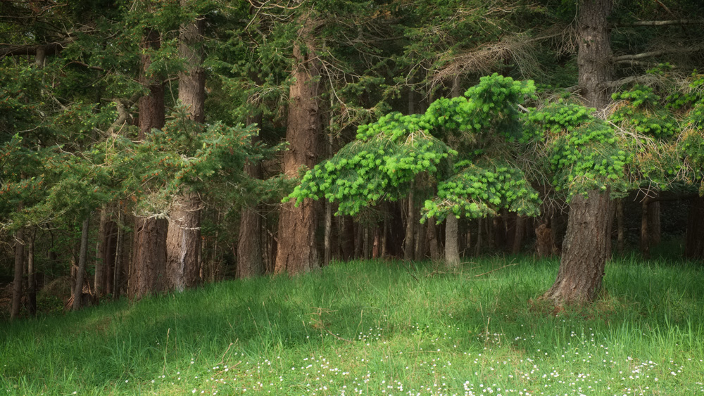 Spring conifers