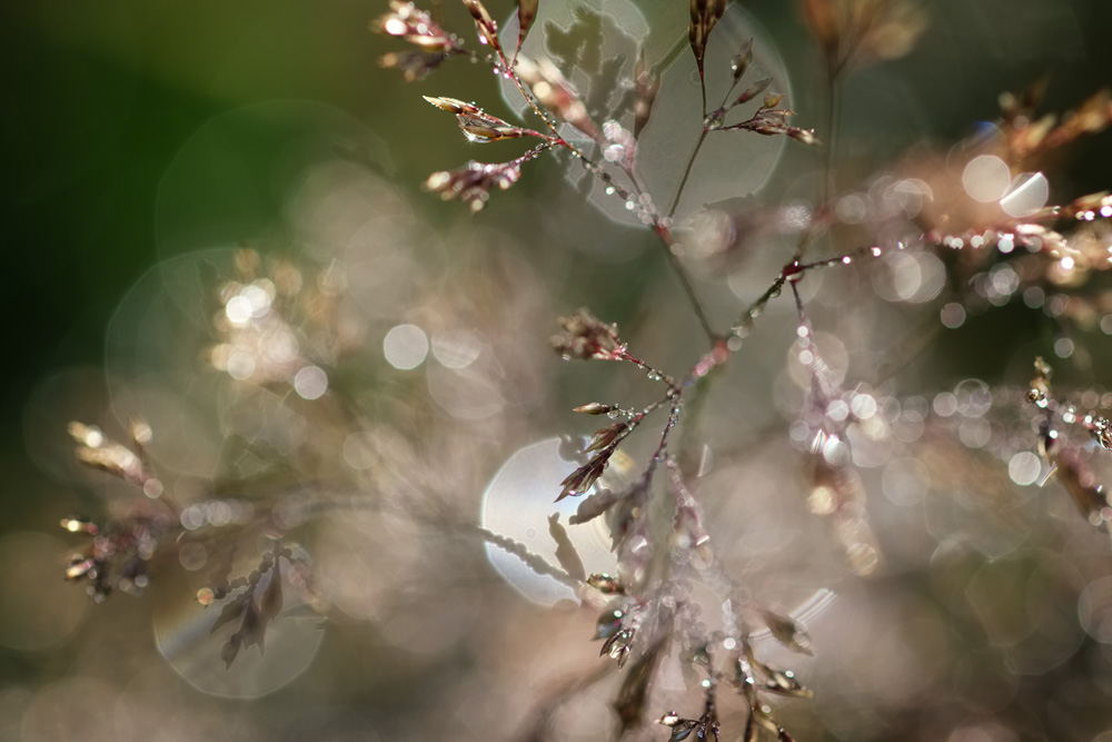 Grass and raindrops