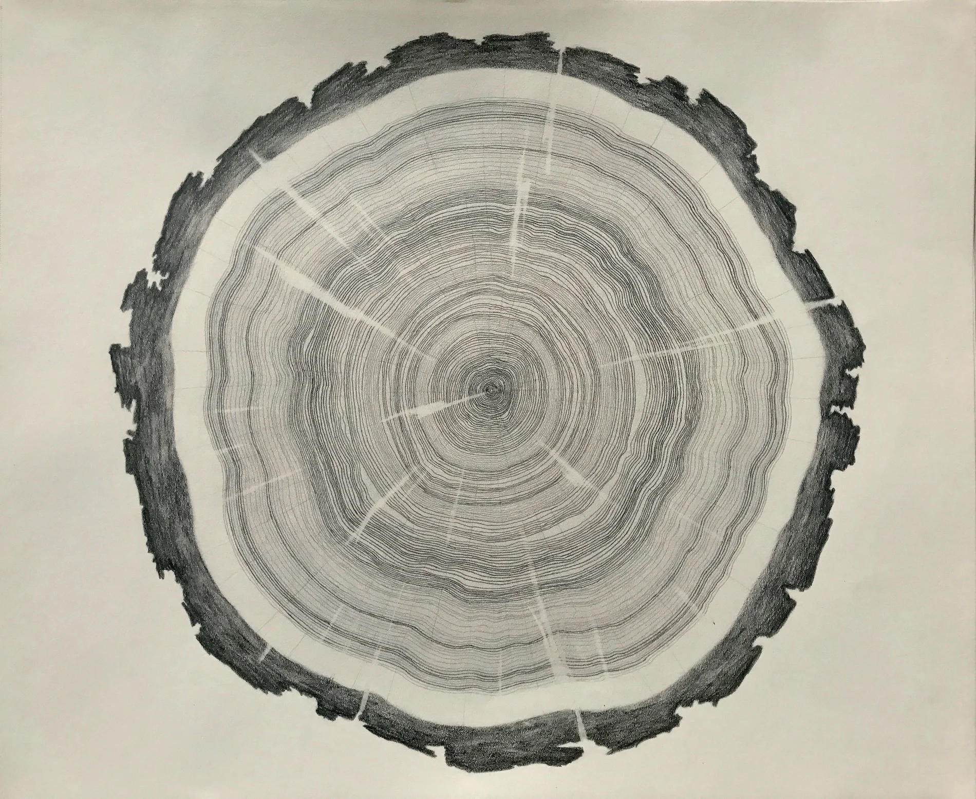 Tulip Tree