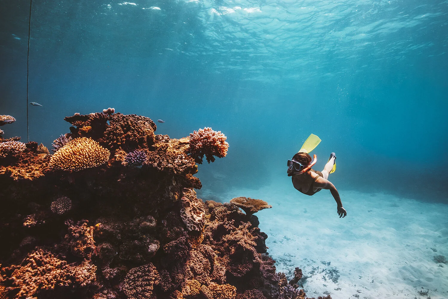 Great Barrier Reef Snorkelling.jpg