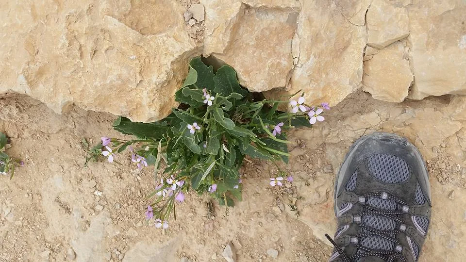 masada flower.jpg