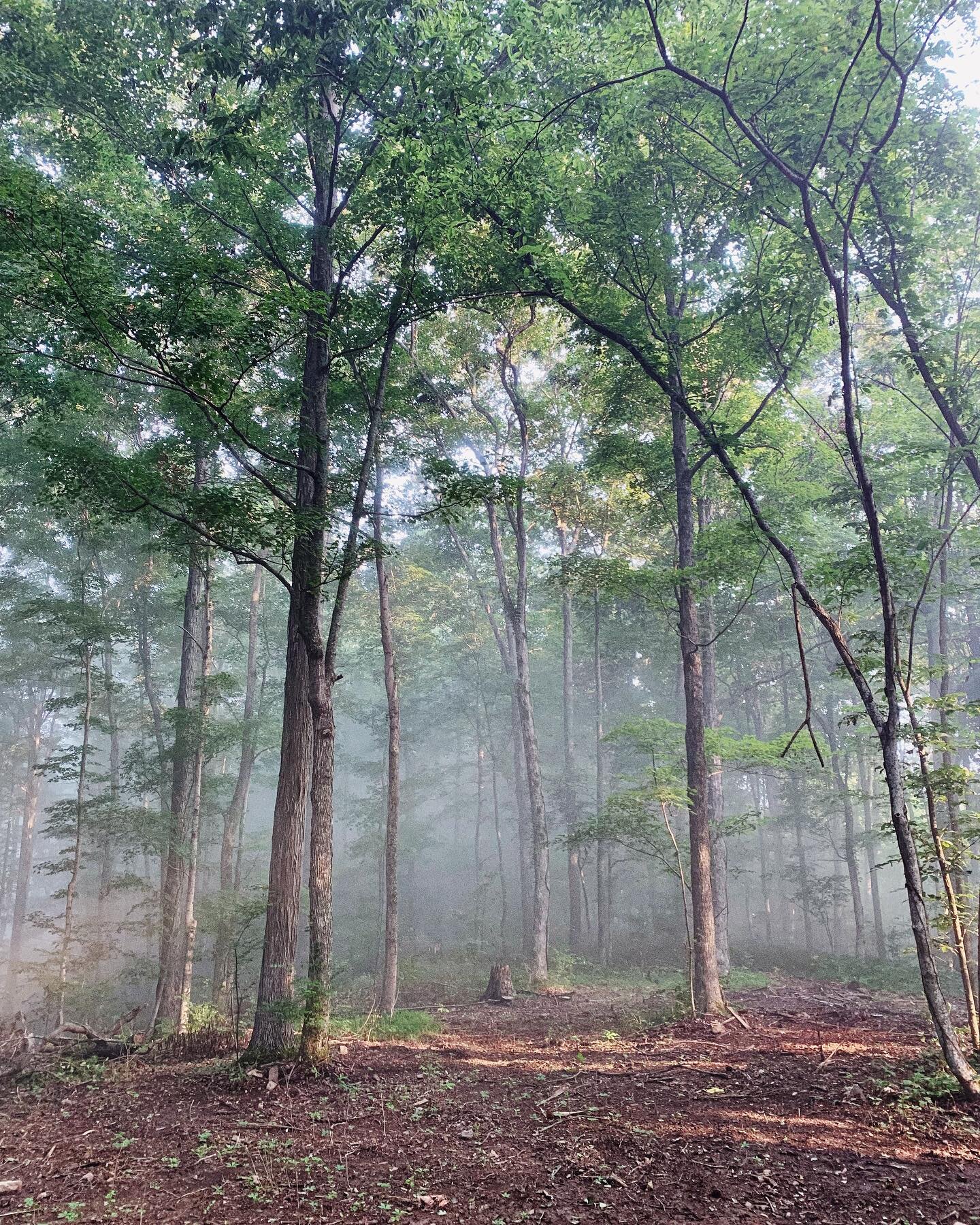 My first foggy morning in the new house. Something about the mystery and moodiness of fog has always been comforting and alluring for me. Especially in the forest. So grateful I can wake up surrounded by it on days like this. With my bedroom on the s