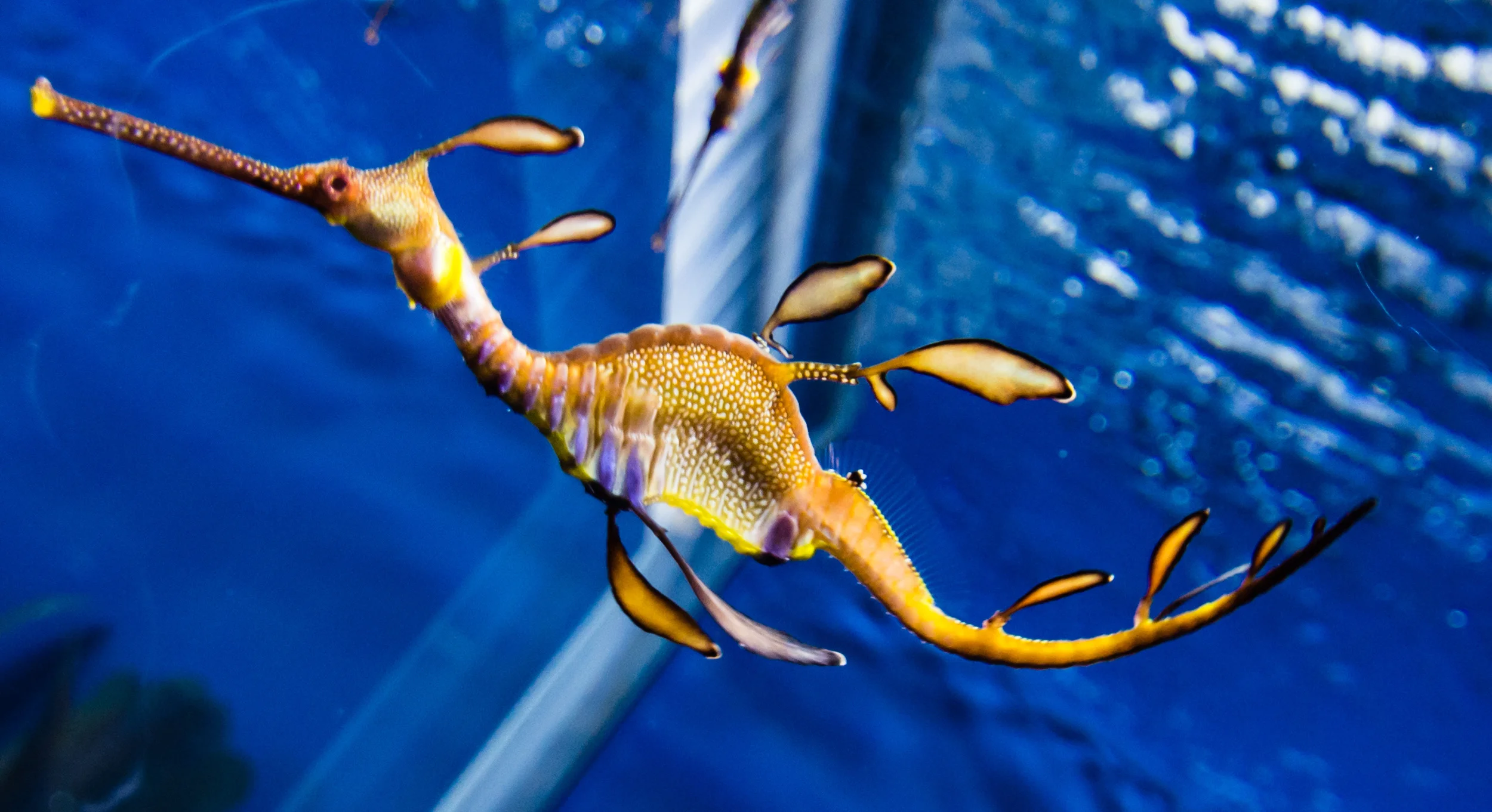 Sea Dragon at Georgia World Aquarium