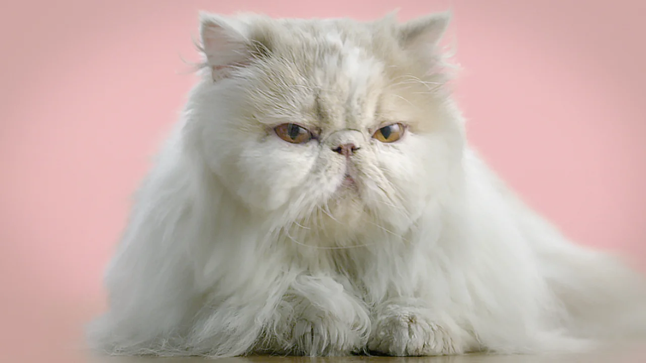 Mobeow2.jpg
