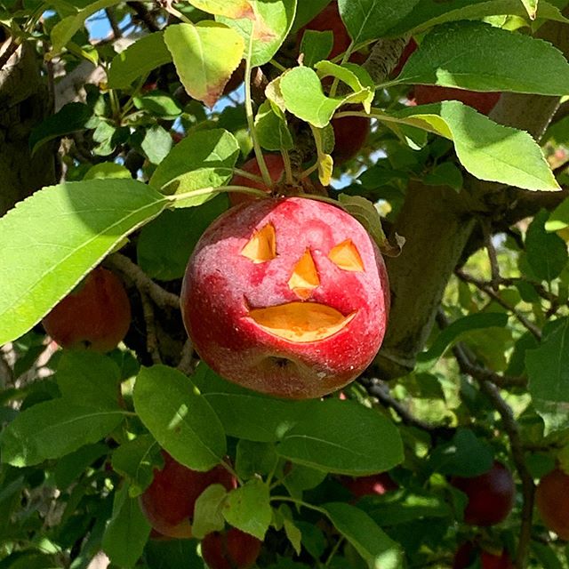 Found while apple picking. This spooky little guy was waiting out for us in the field! We left him on the tree for other people to discover 🍎🎃