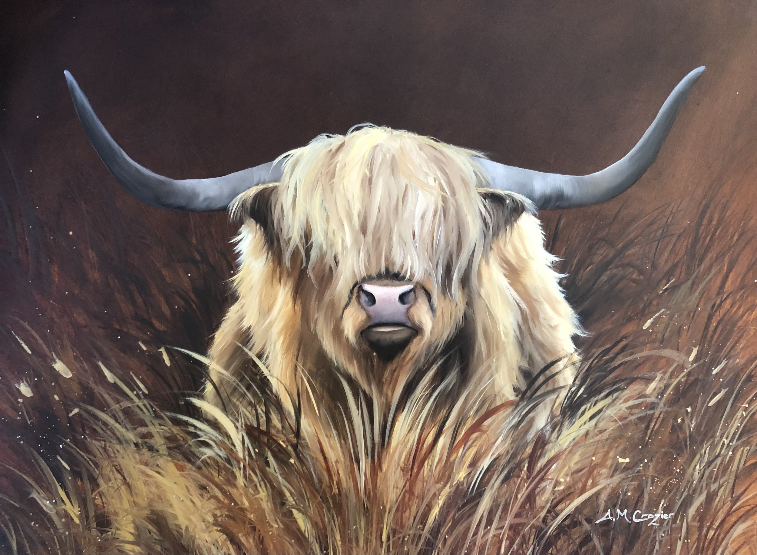 Highland Cow IV