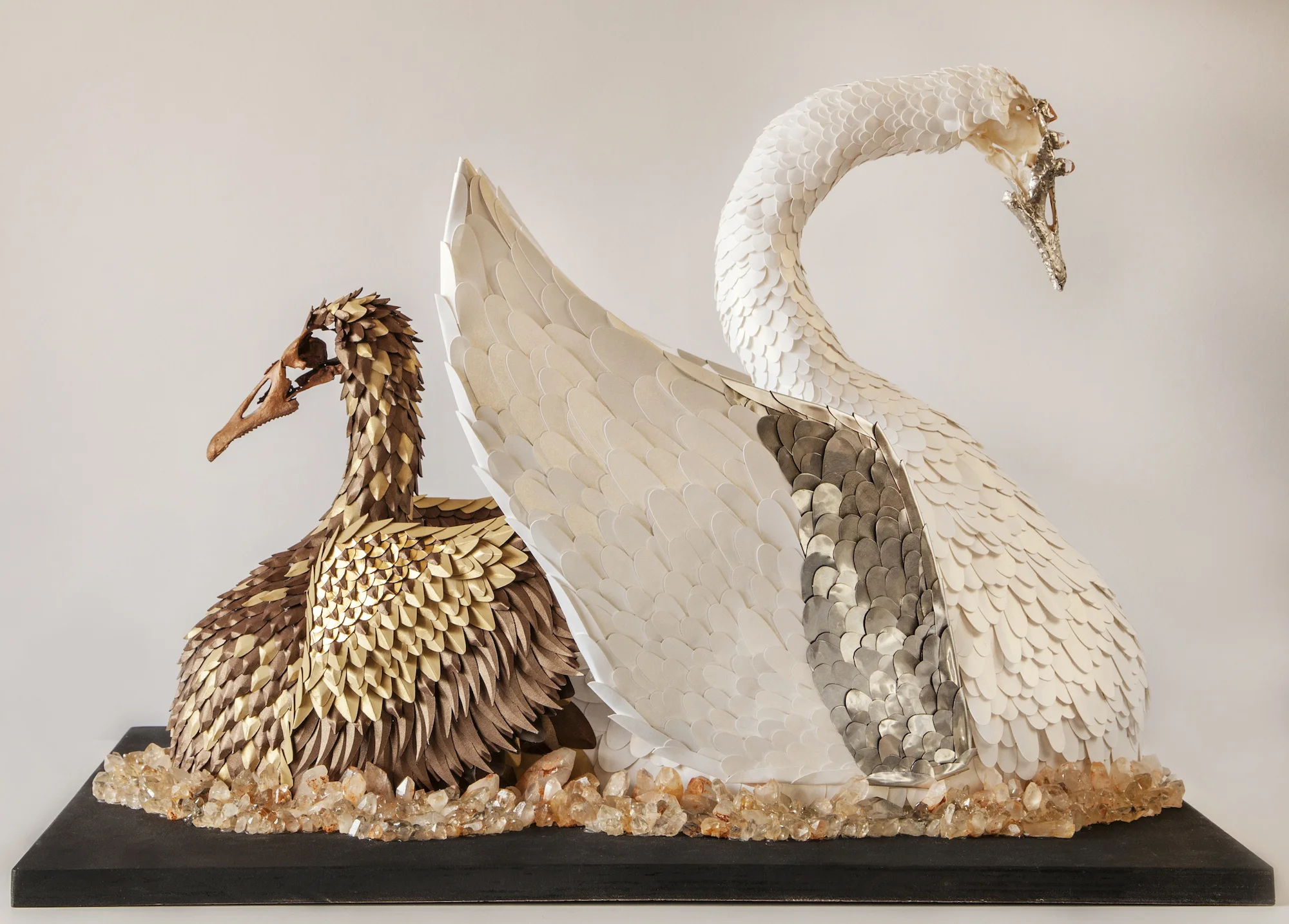 DucksVs.SwansBlog.jpg