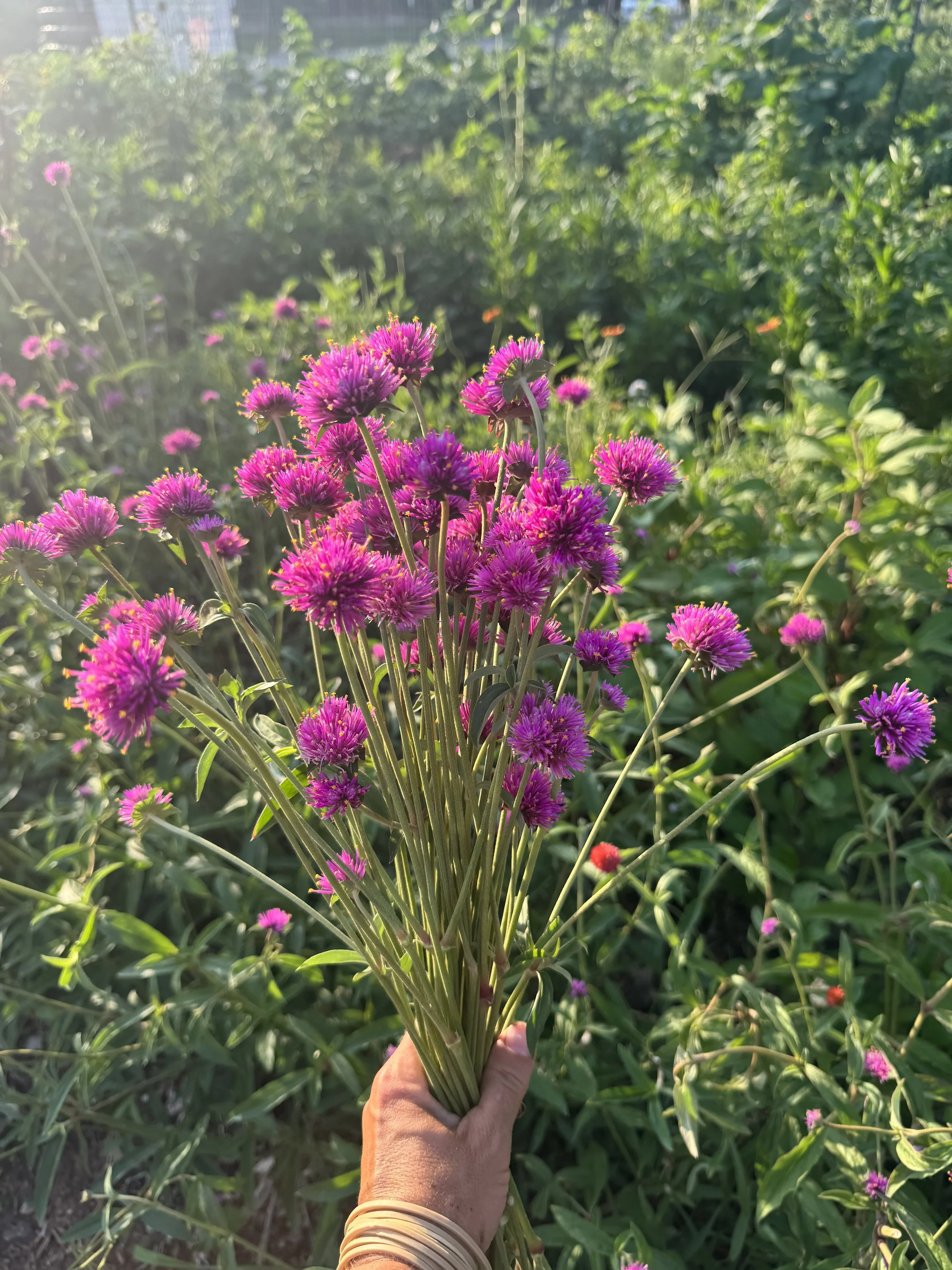 Fireworks Gomphrena Bunch