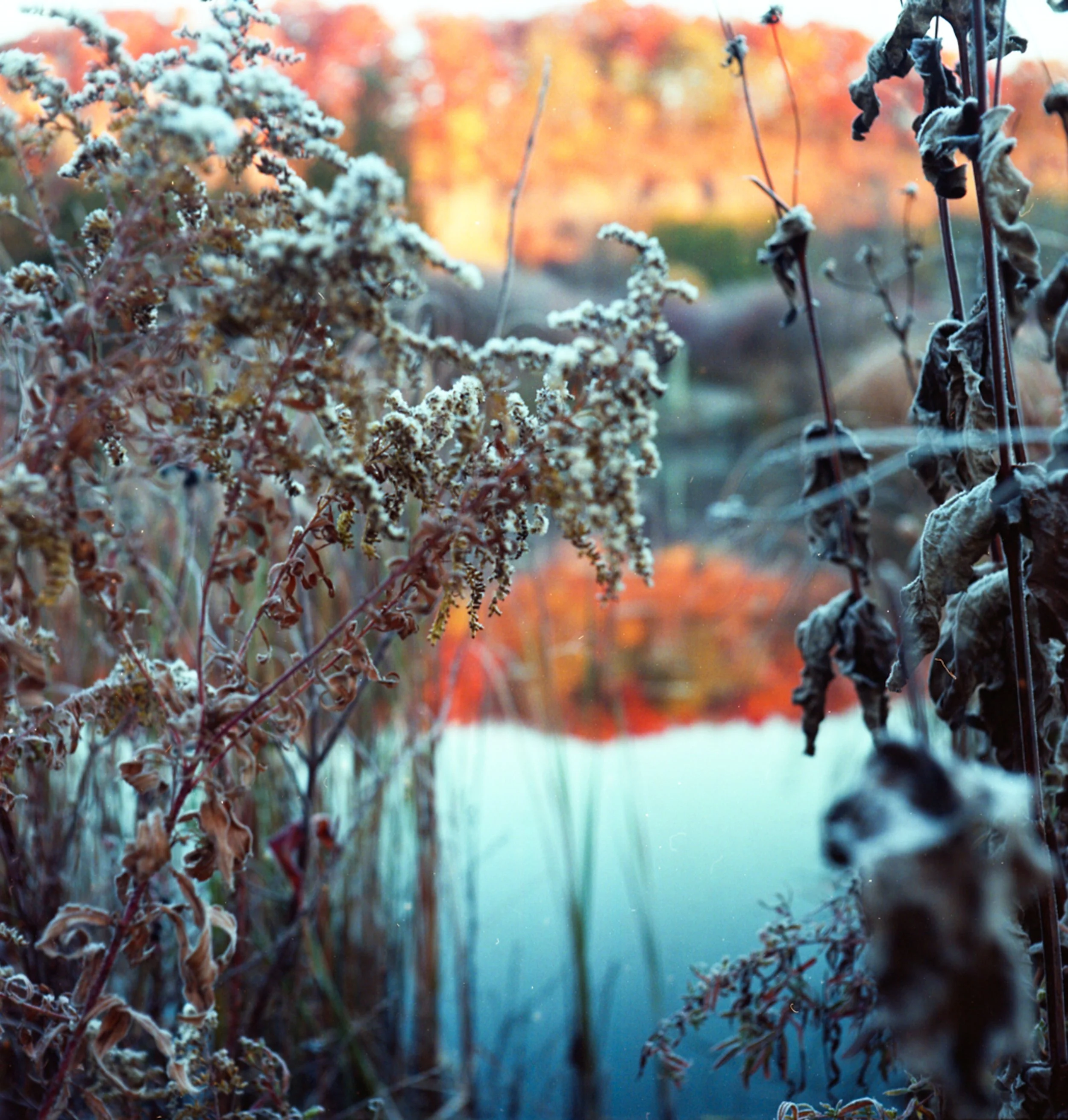 Autumn-11.jpg