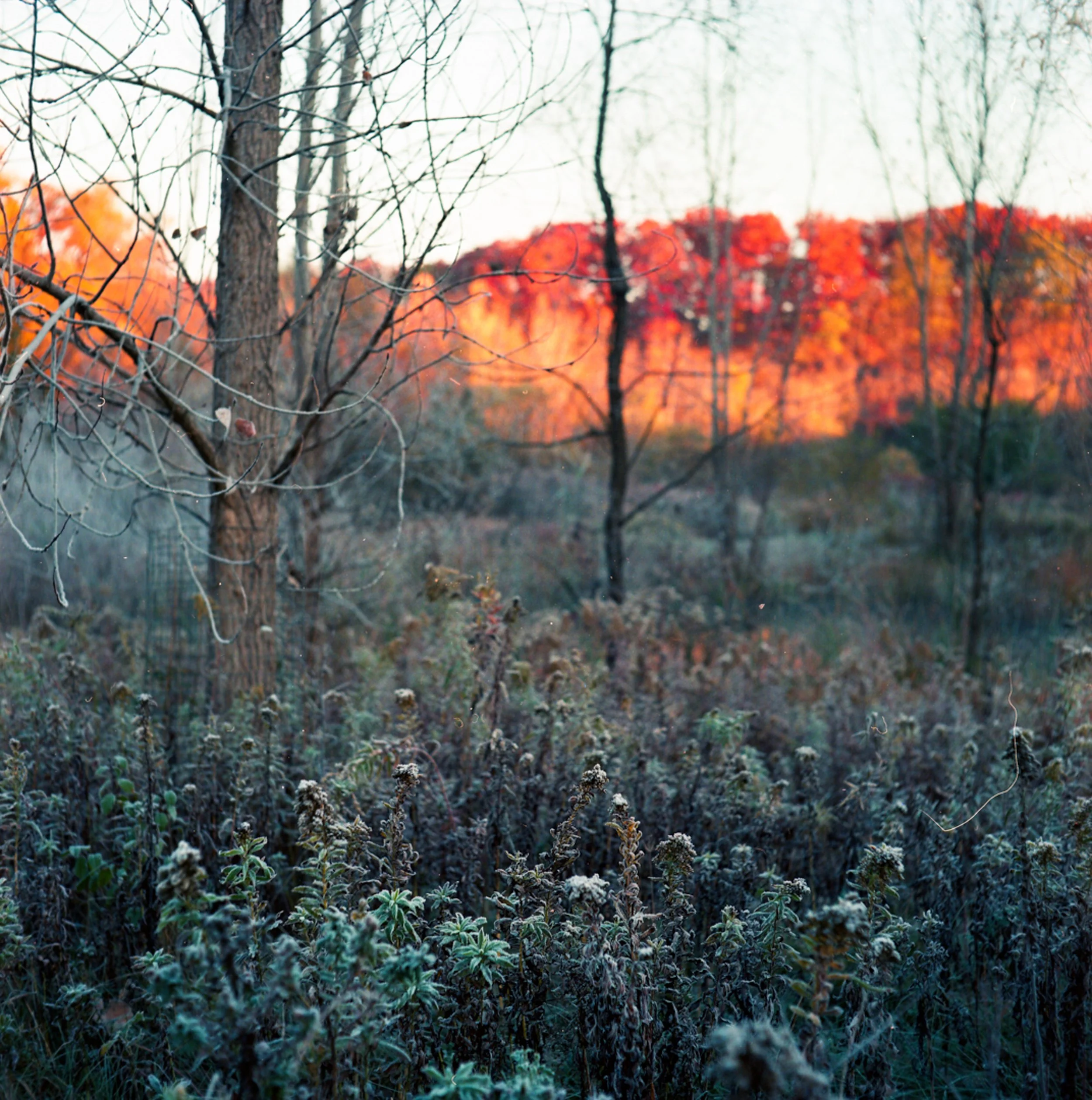 Autumn-12.jpg
