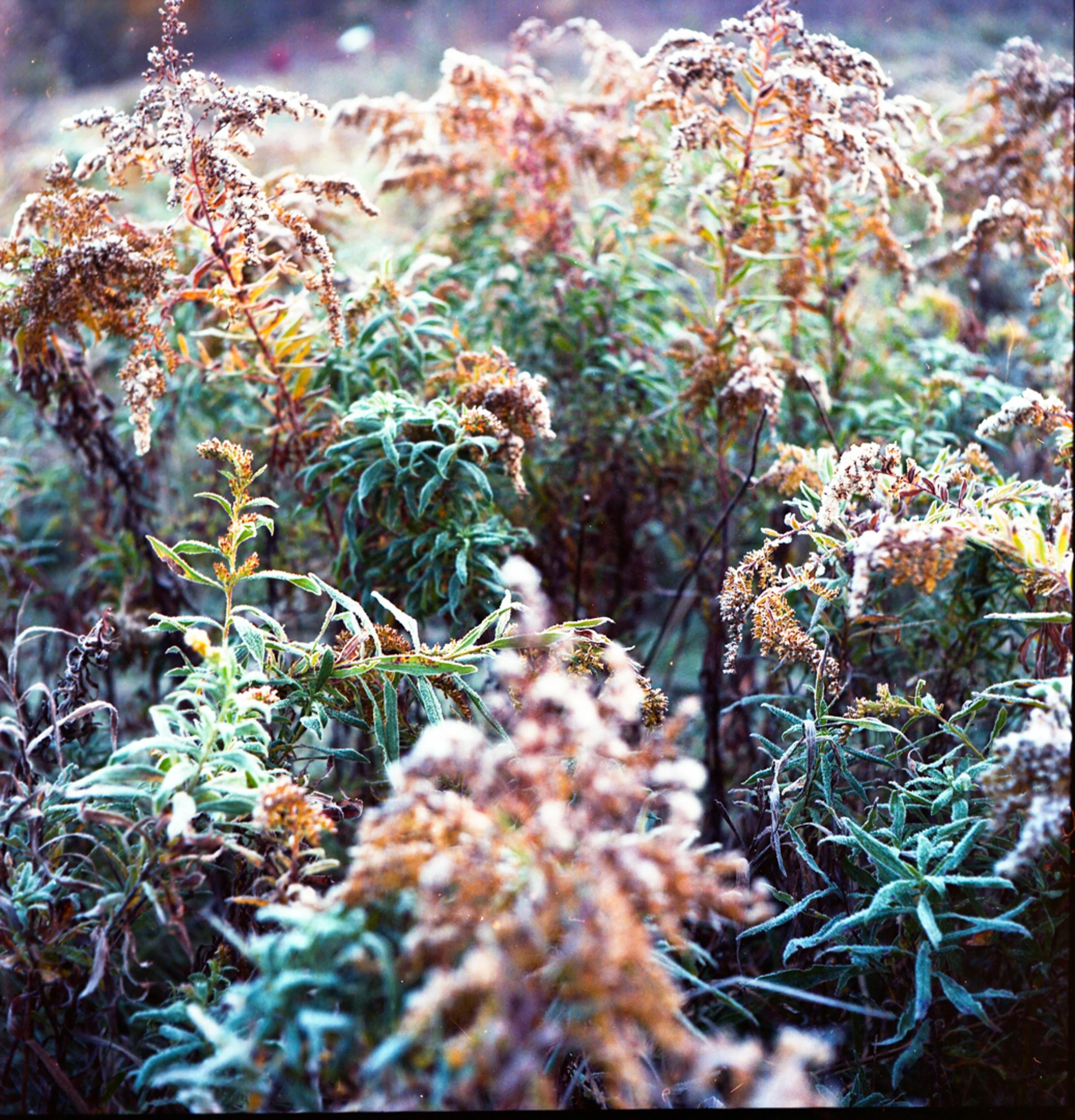 Autumn-13.jpg