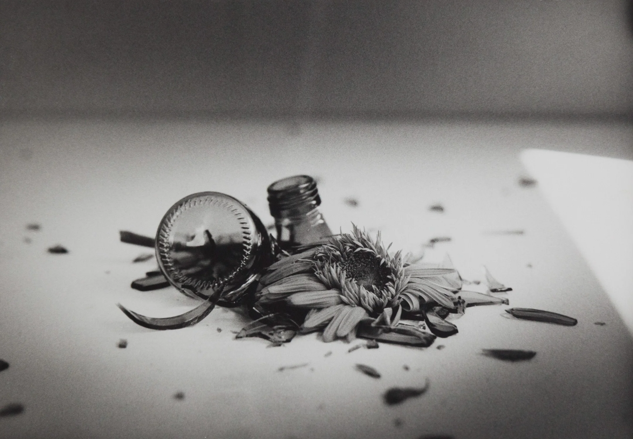 flowers don't fall, they crumble