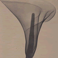 'Positive' developed from the x-ray at left by Tasker