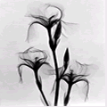 Bearded Iris by Tasker (1931)