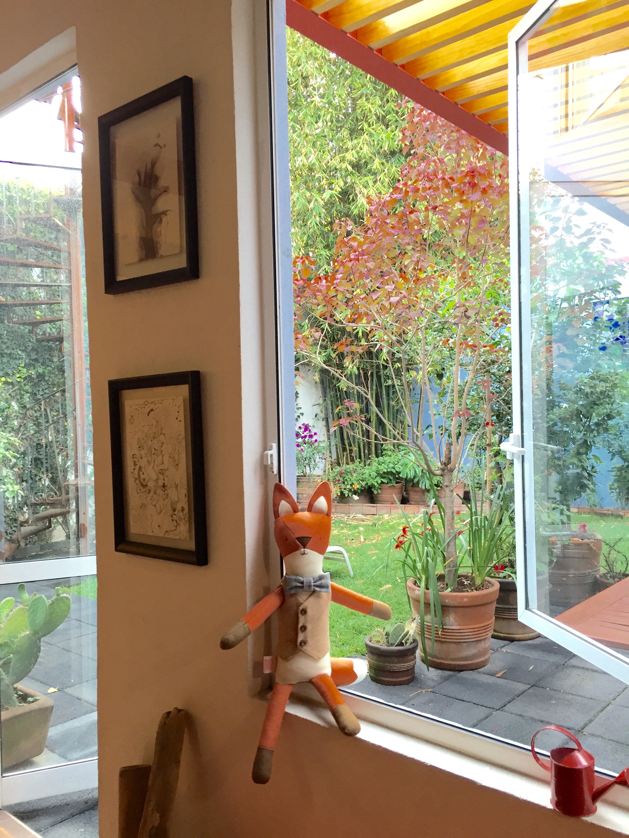 Henry the Fox enjoying fresh morning air