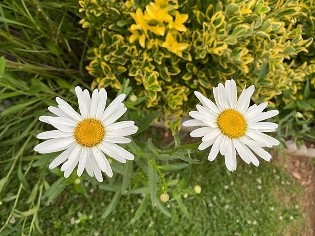 Things are blooming in the backyard these days. I&rsquo;ve been loving the storms this summer. All the plants get watered while I get to do other things. #shastadaisy #echinacea #coneflower #astilbe #sedum #daylily #englishivy #polinator