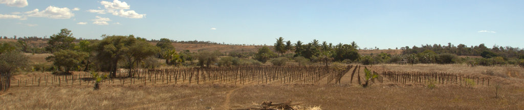 Soon to be home to 400,000 new trees!