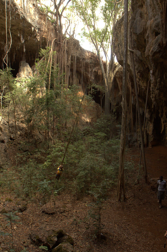 Tree root swing