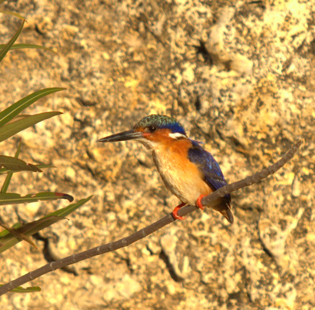 Madagascar Kingfisher