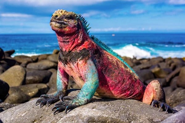 Red iguana.jpg
