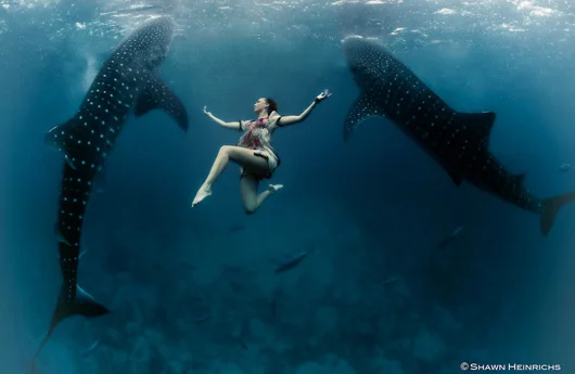 whale_shark.jpg