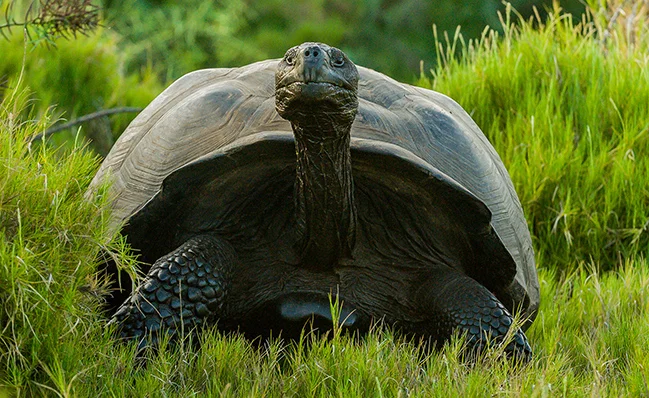 Isabela tortoise.jpg