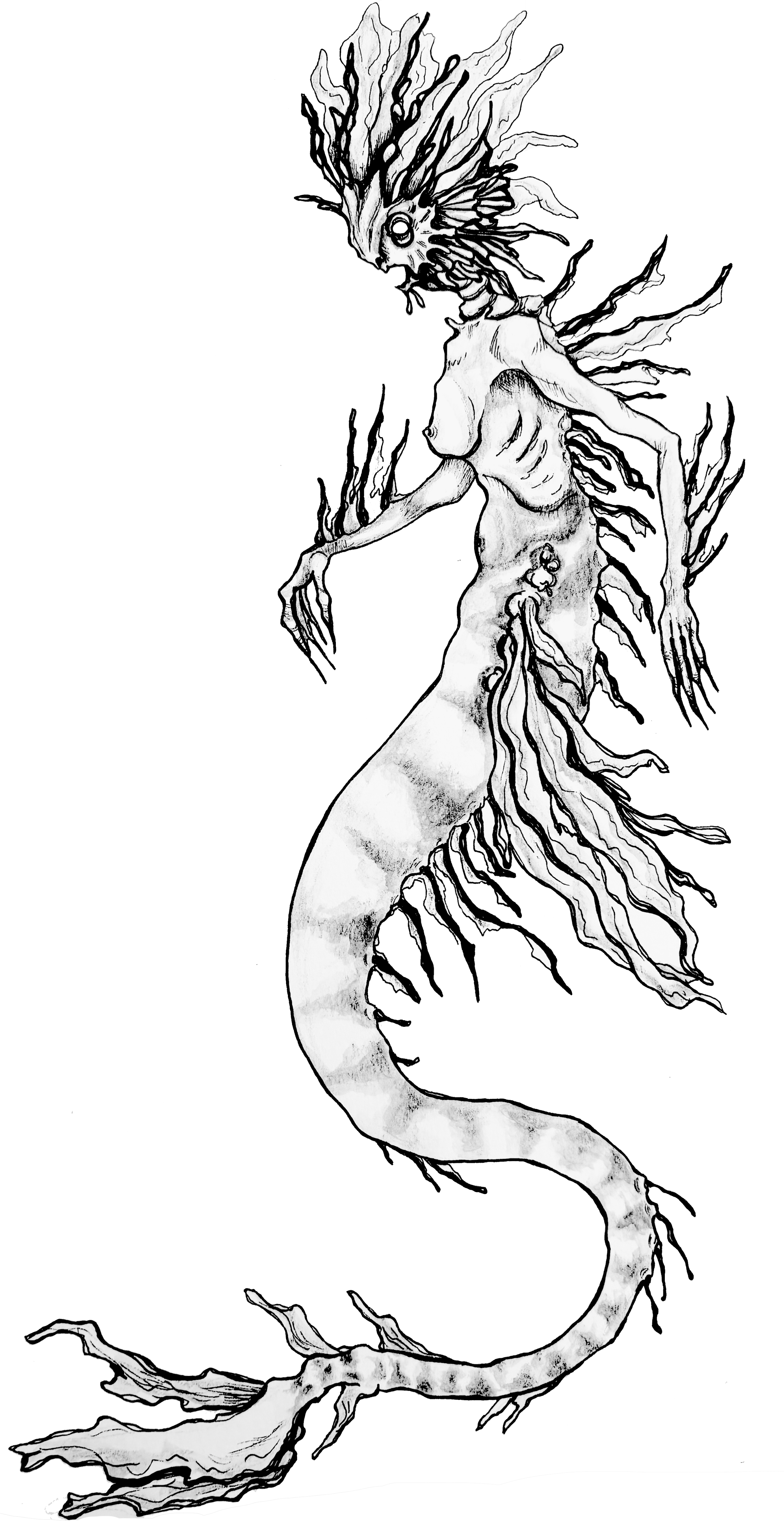 algal mermaid.png