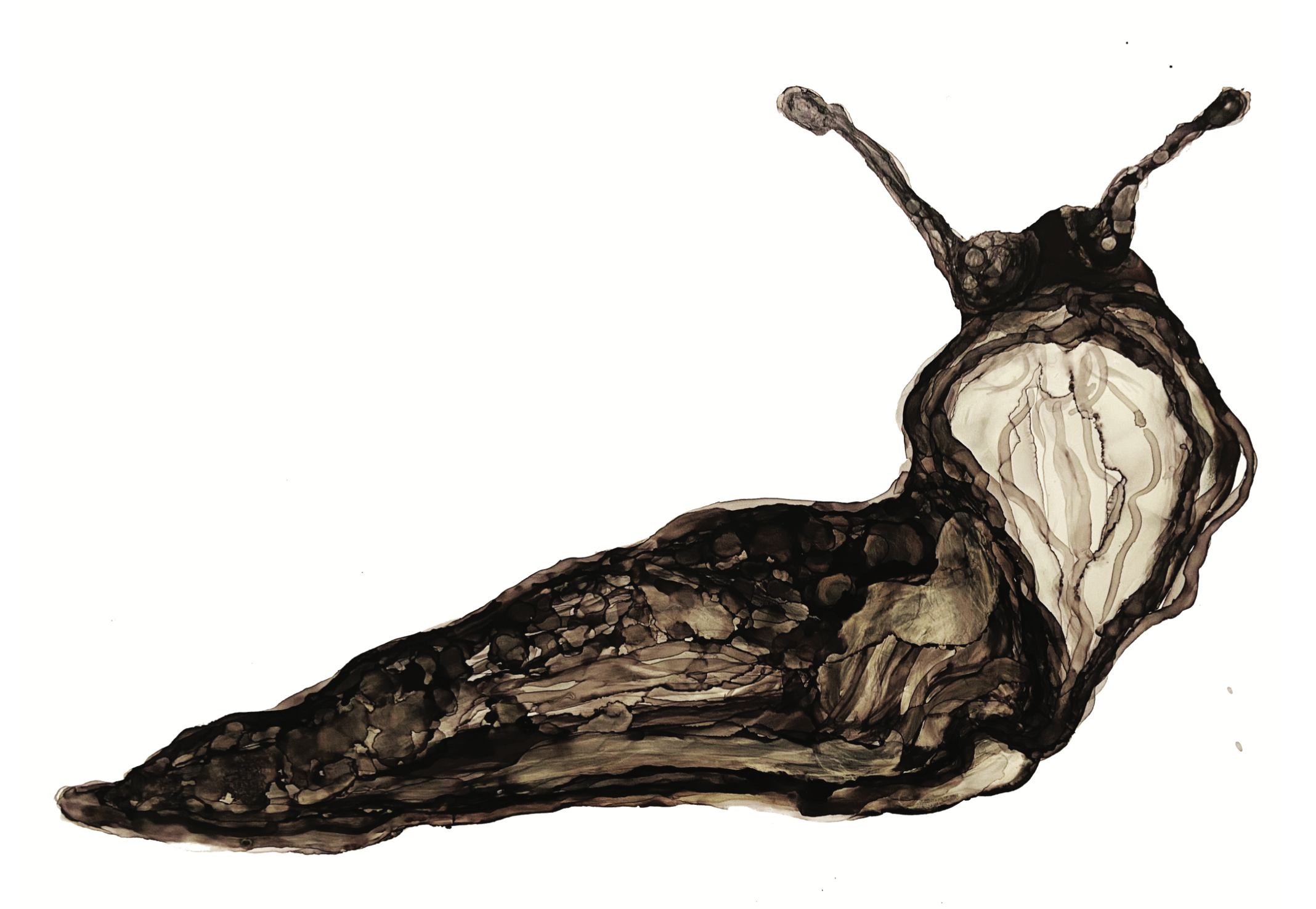 alcohol ink illustration of a slug by et.stark