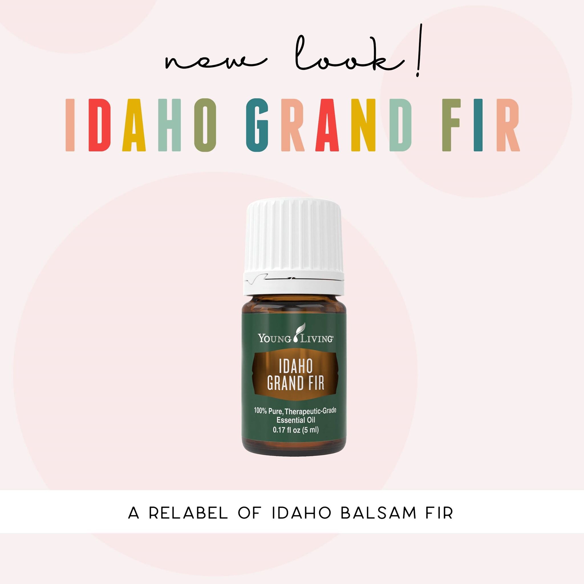 Idaho grand fir