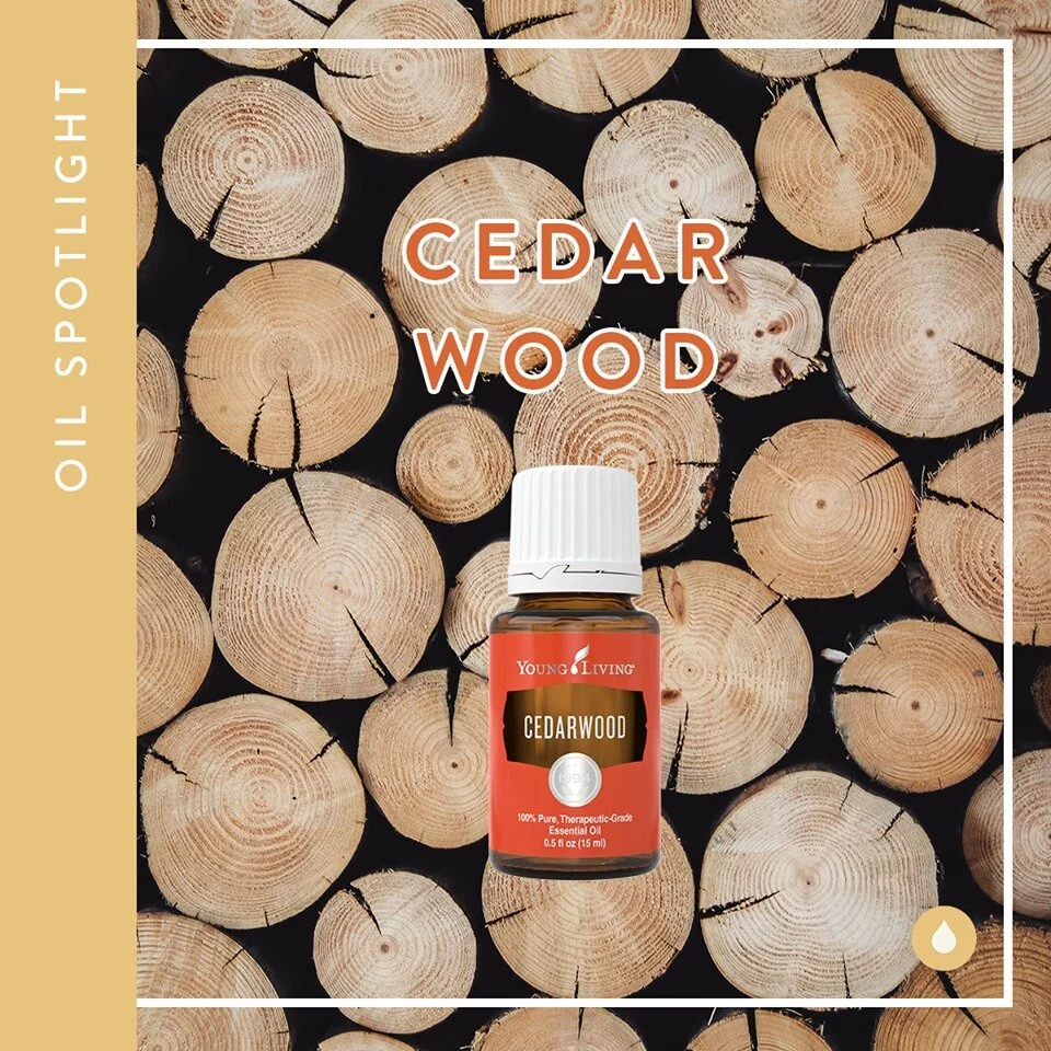 Oil Spotlight : Cedarwood