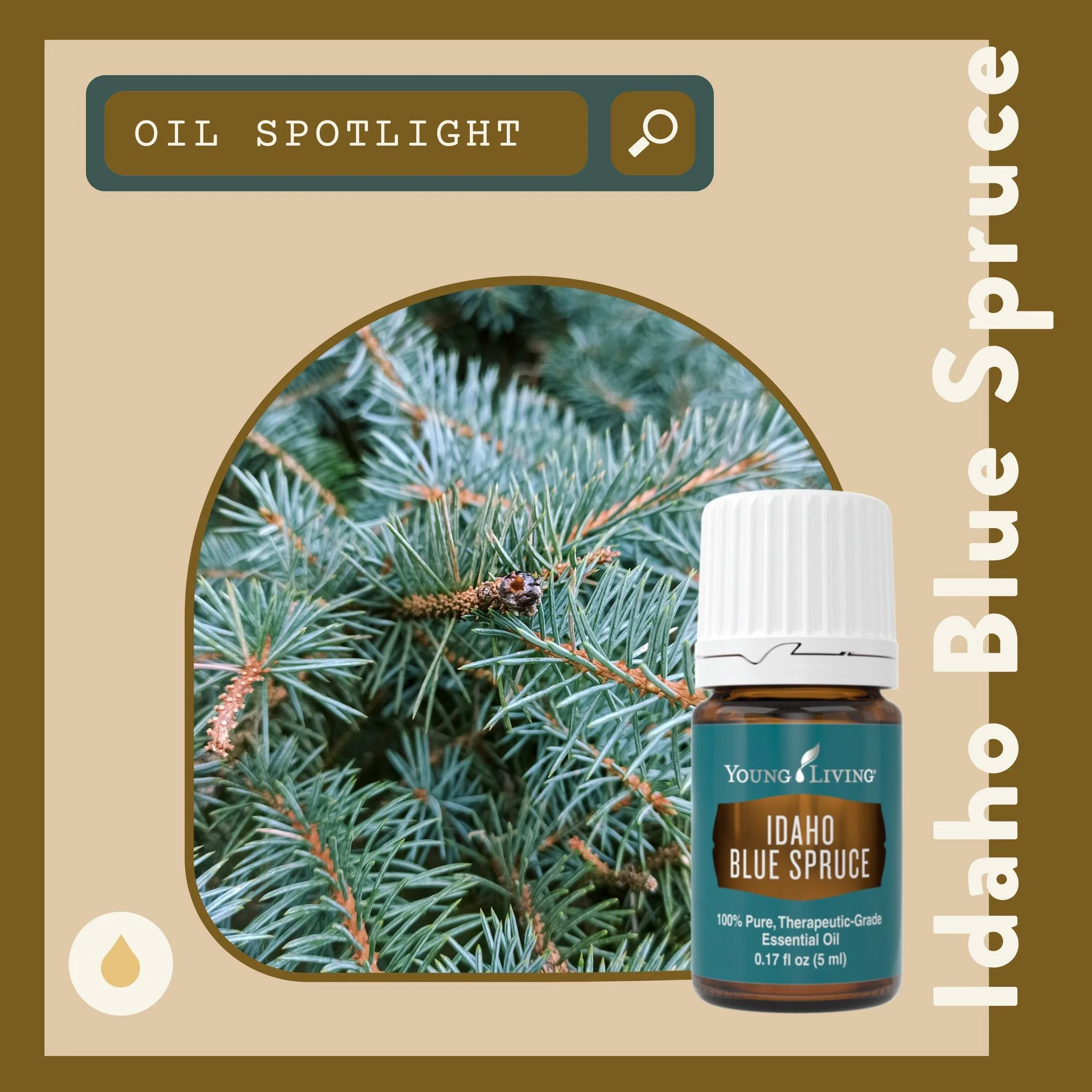 Oil Spotlight: Idaho Blue Spruce