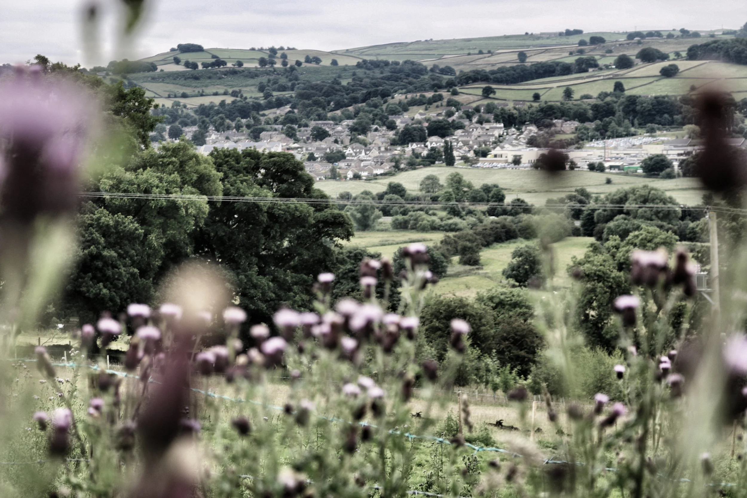 Landscape.jpg