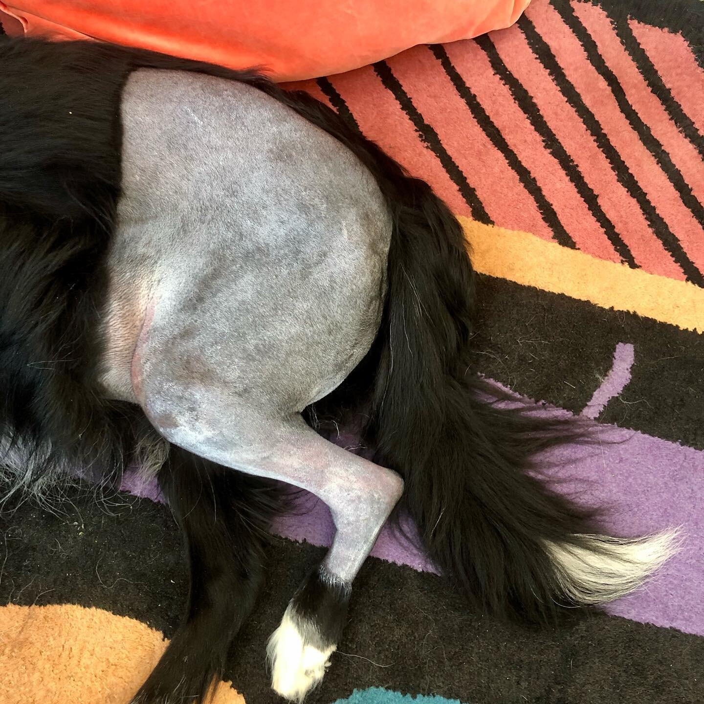 28 Dogs Later. Jesse is home and attempting an uncomfortable rest with a new haircut, an Elizabethan collar, and a line of stitches that Frankenstein&rsquo;s monster&rsquo;d envy.

It&rsquo;s gonna be a long 8 weeks, but we&rsquo;re grateful he&rsquo