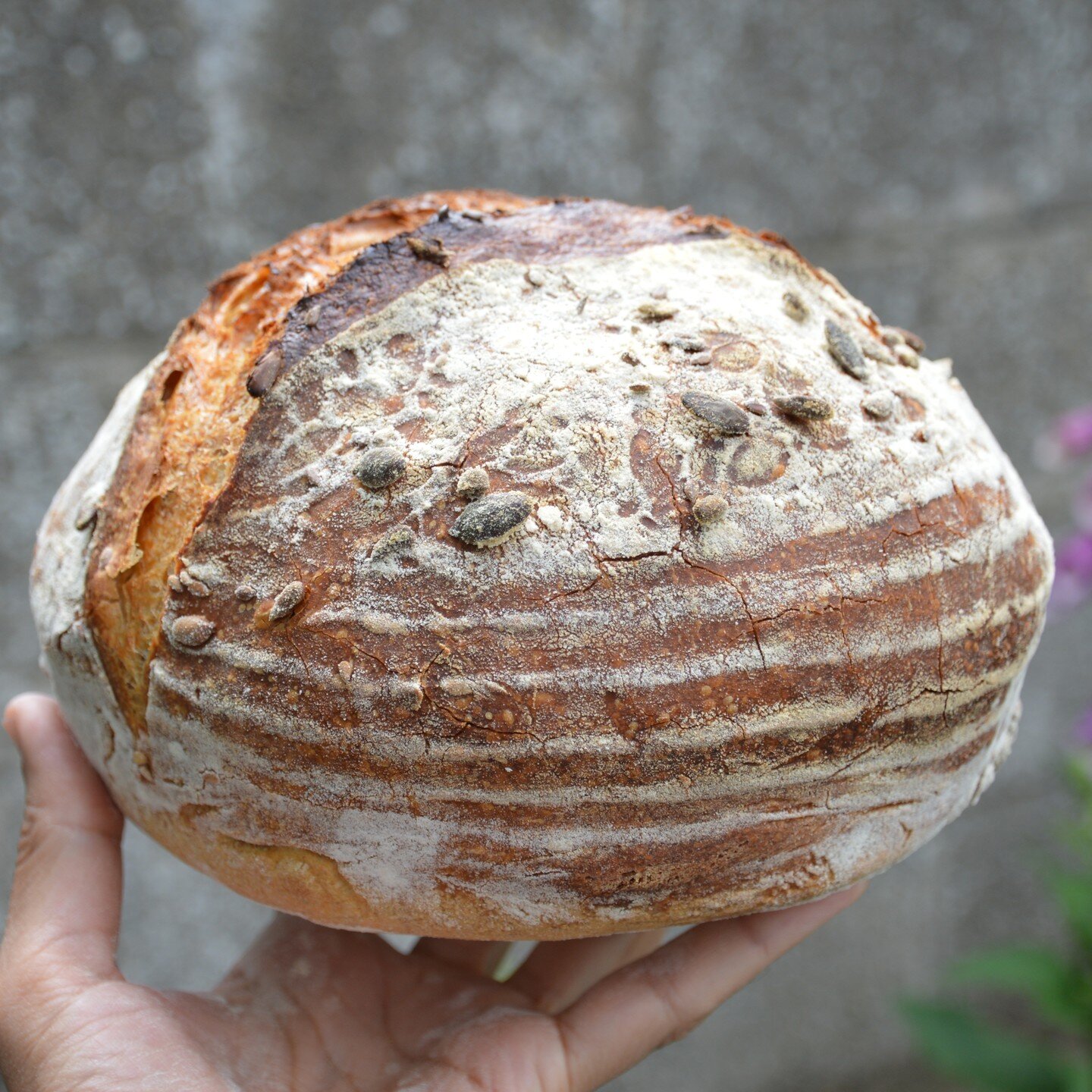 After a long hiatus, I'm back sourbaking with a vengence. Probably my prettiest boule, thanks to the generous gift of a proofing basket from @lifebeginsatfortytwo. A gift to a neighbour recovering from surgery.
.
.
.
#sourdough #wildyeast #proofingba