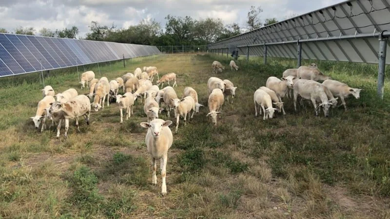 CleanTX Webinar: Harnessing the Sun: Exploring Agrivoltaics in Texas