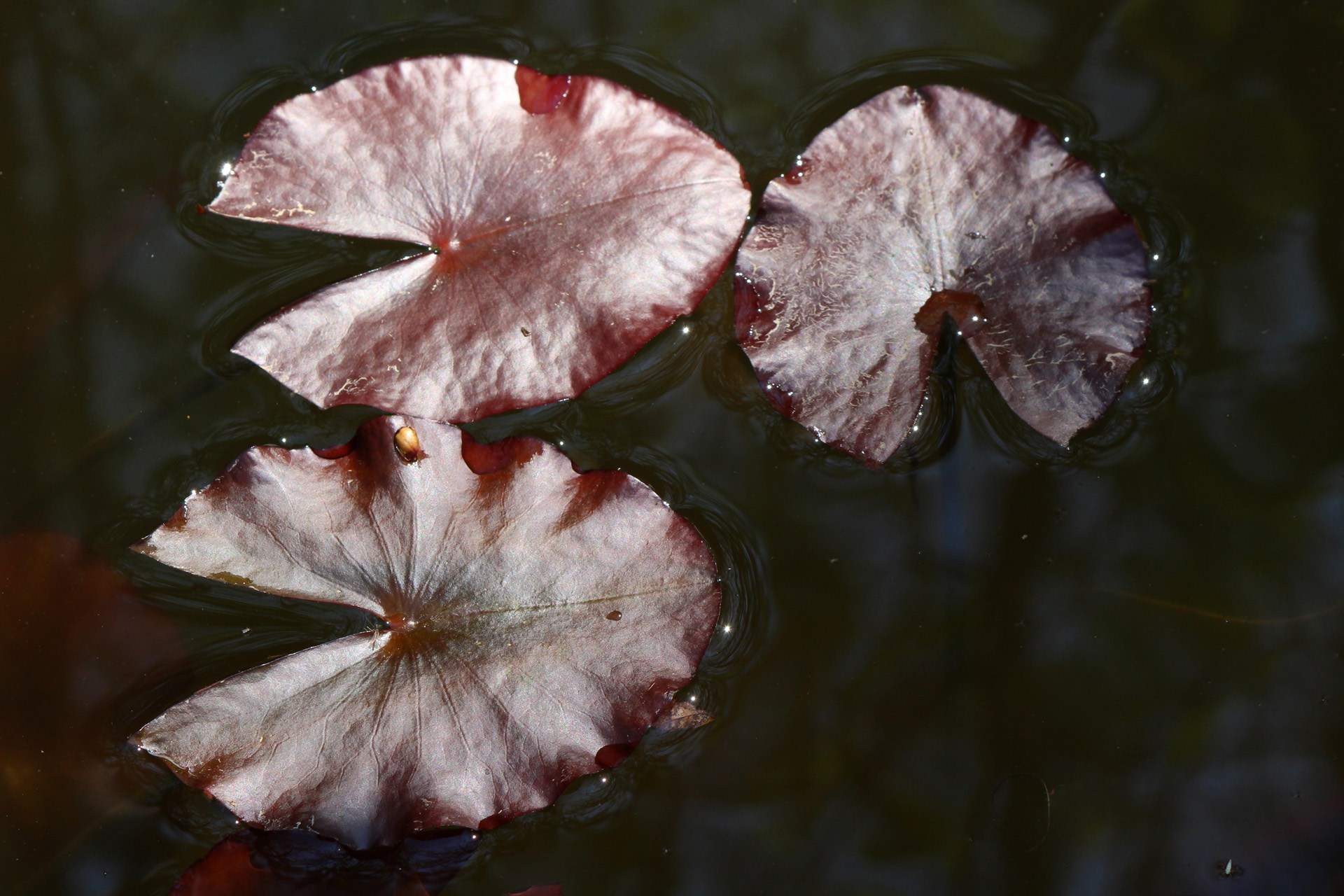 Lily Pond/May/2