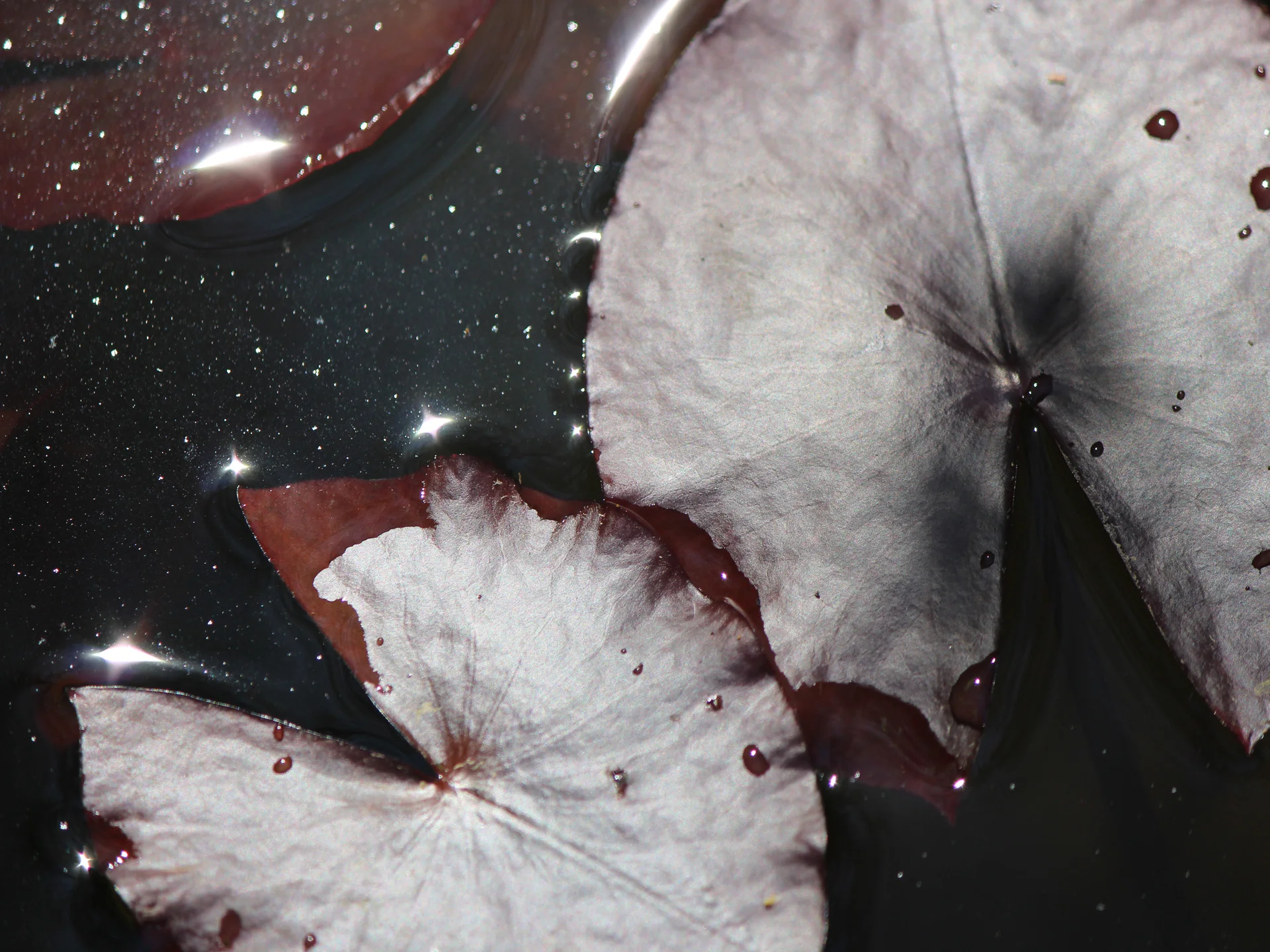  Lily pads/1 