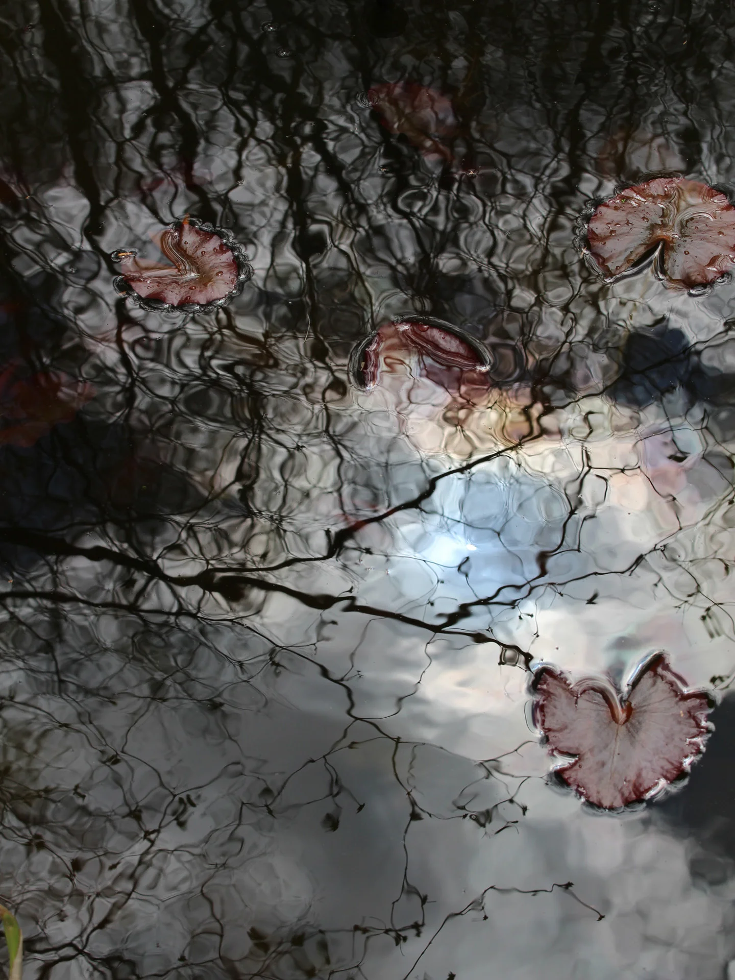  Lily Pond/After the Storm/1 