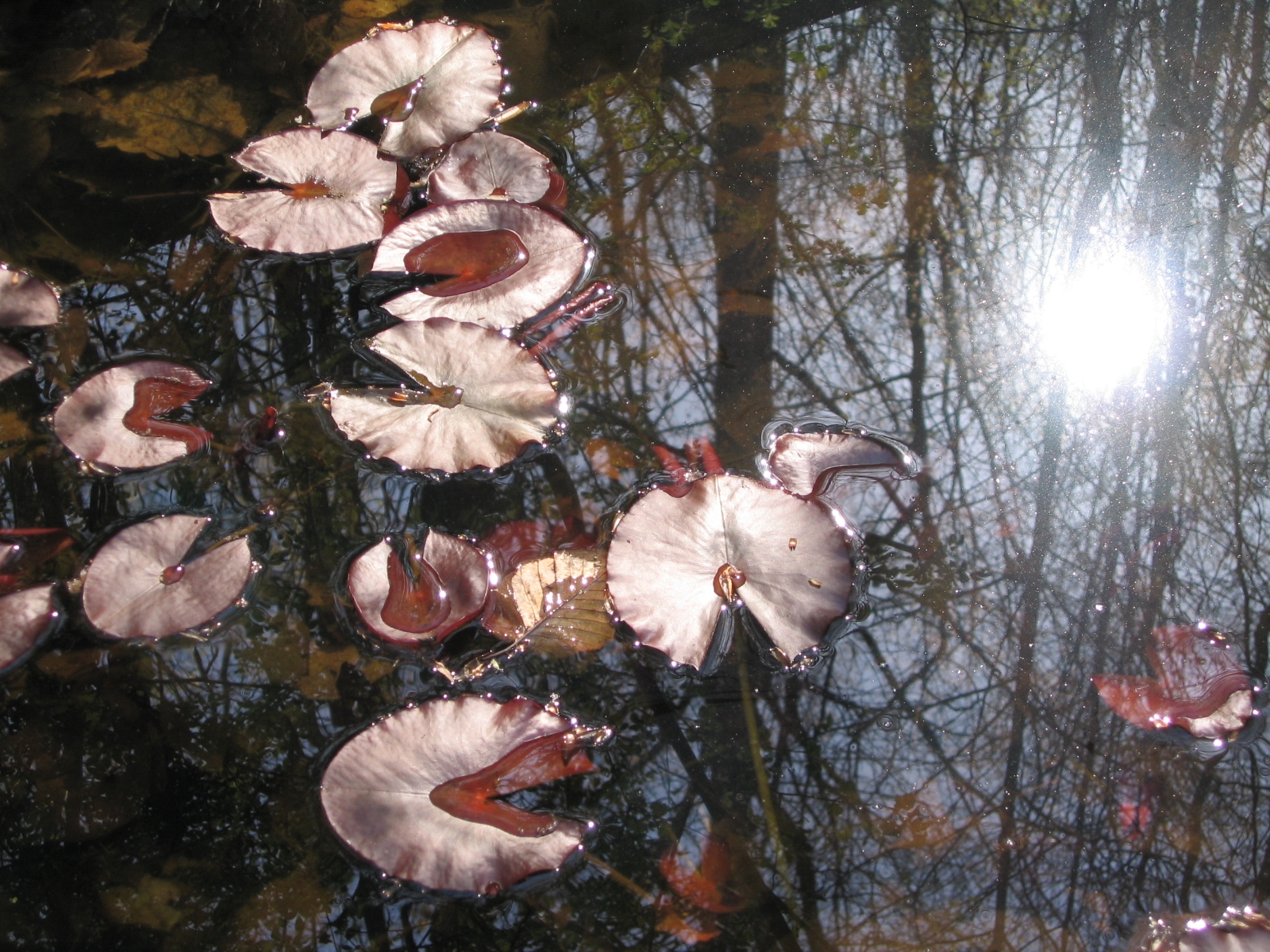  Lily Pond/Spring/1 