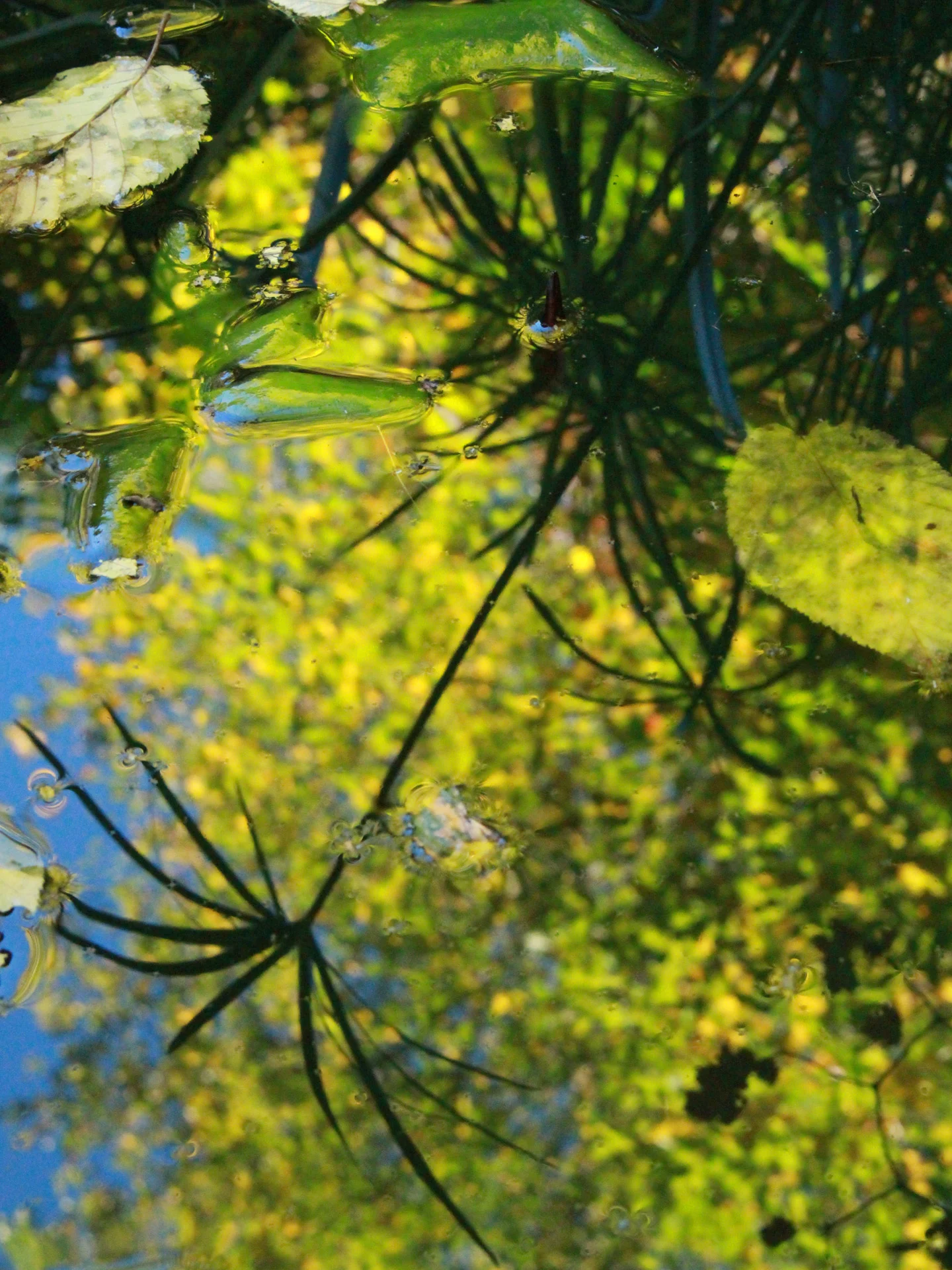  Summer Reflections/1 