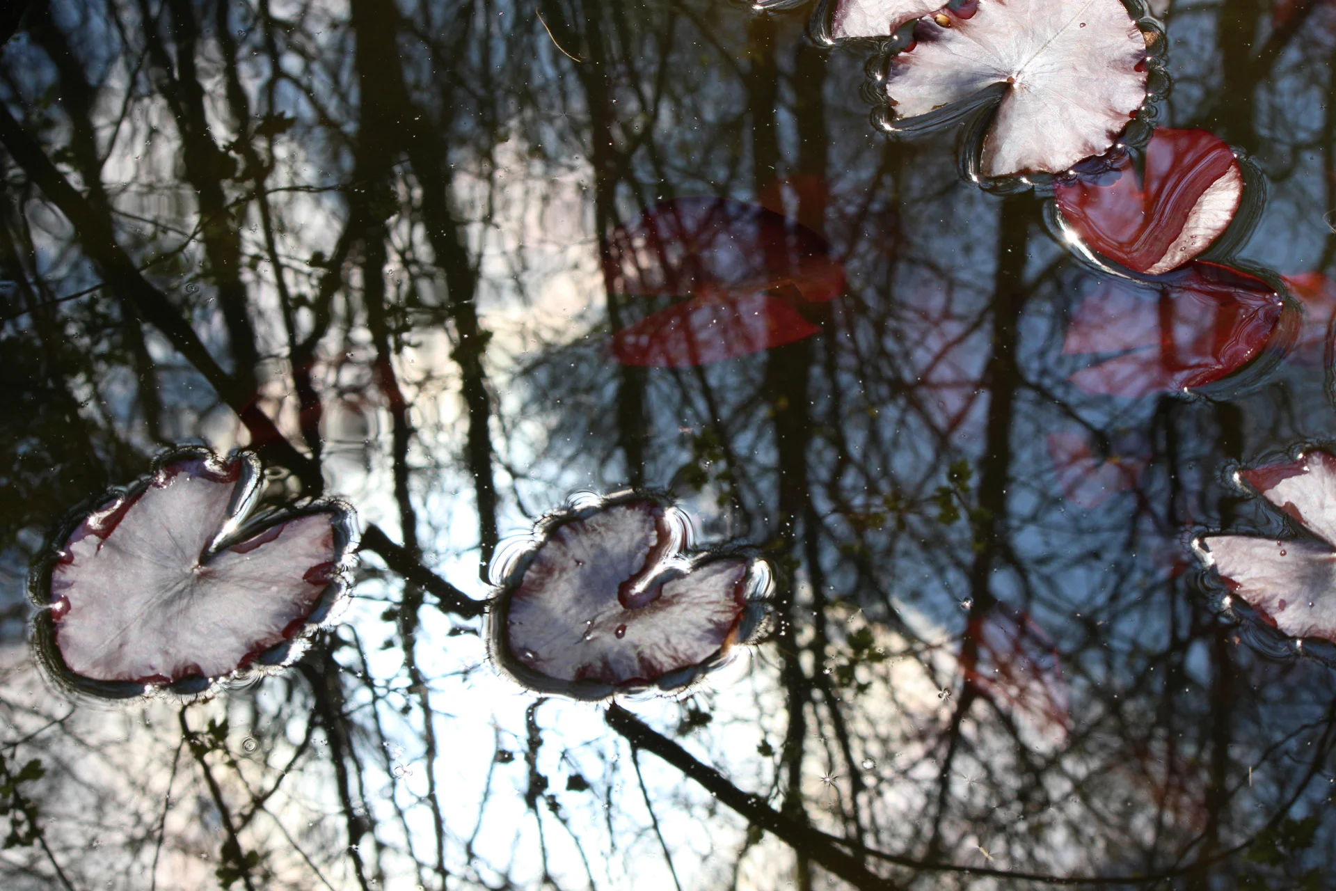 Lily Pond/After the Storm/8