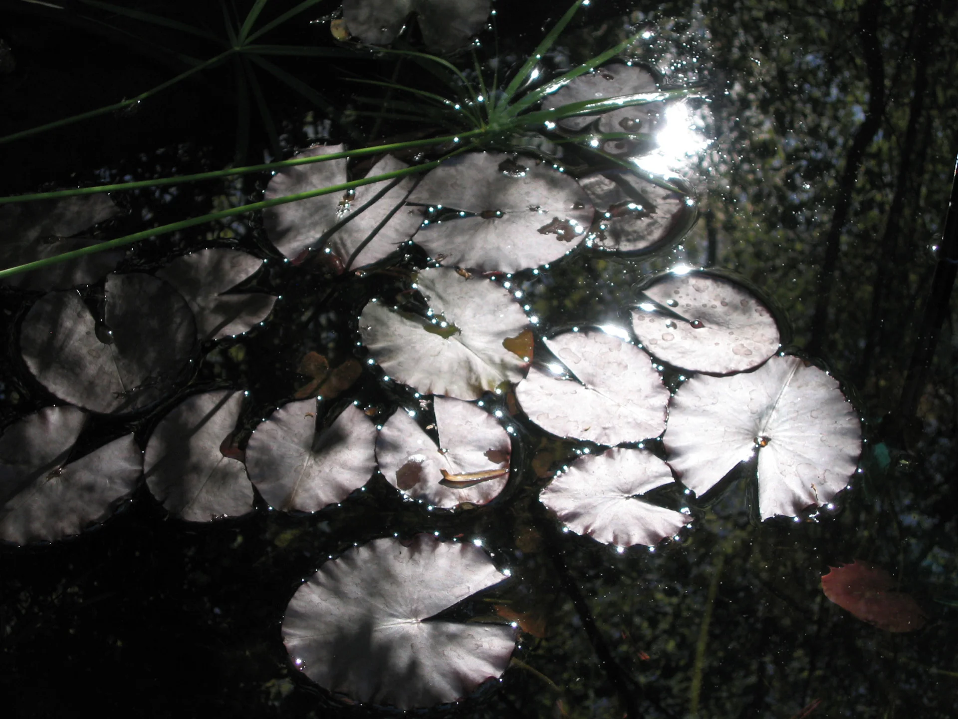 Lily Pond/Morning/3