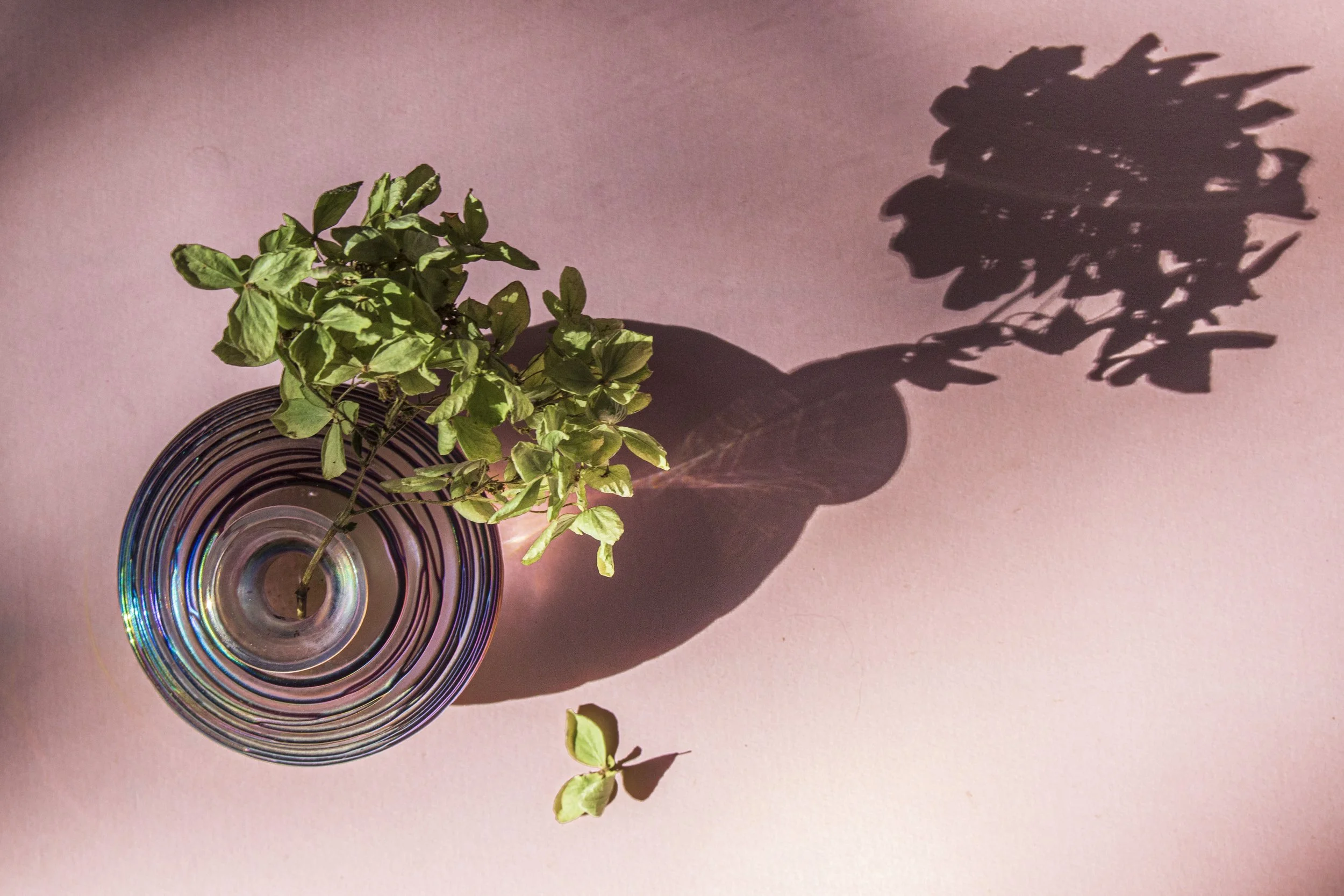 Rose and Green/2
