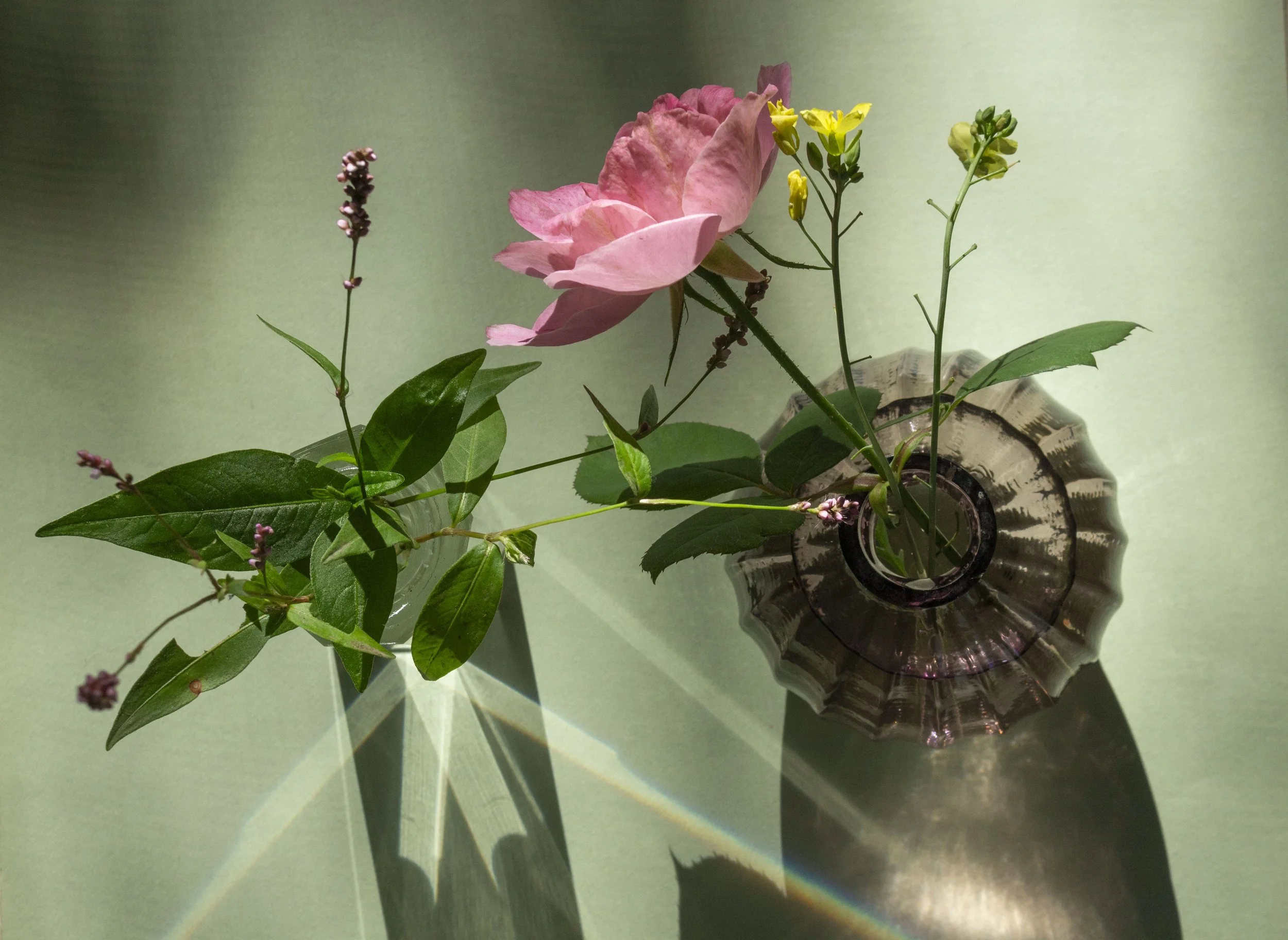 Green and Rose/2