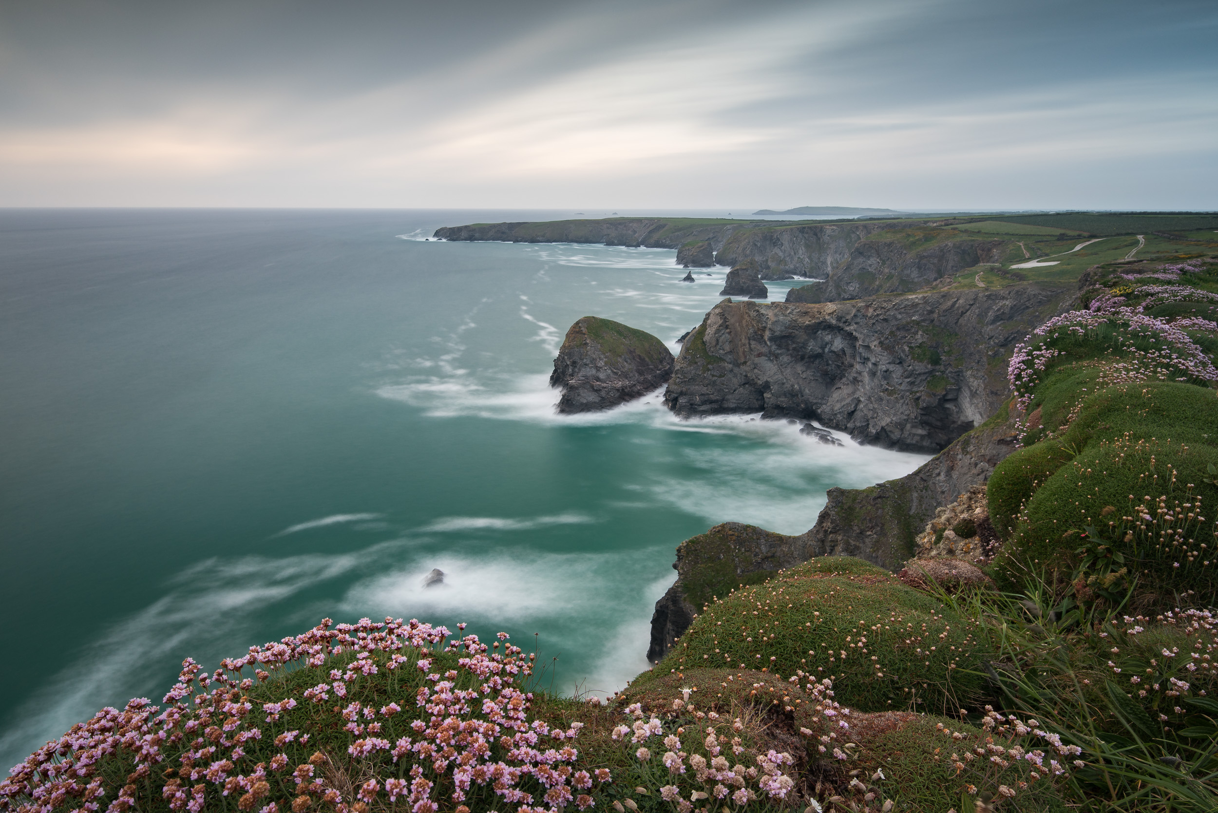 Cliff Edge Thrift at Bedruthan Steps